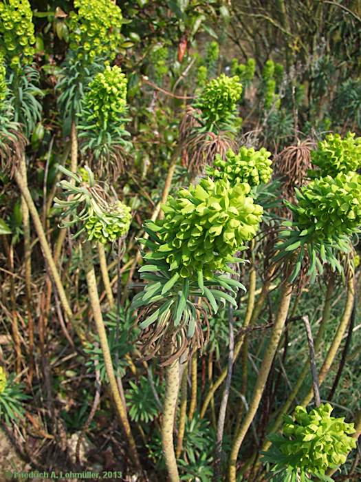 Euphorbia characias