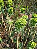 Euphorbia characias