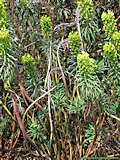 Euphorbia characias