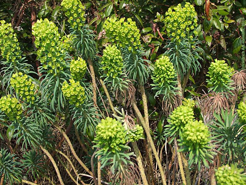 Euphorbia characias