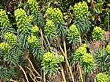 Euphorbia characias