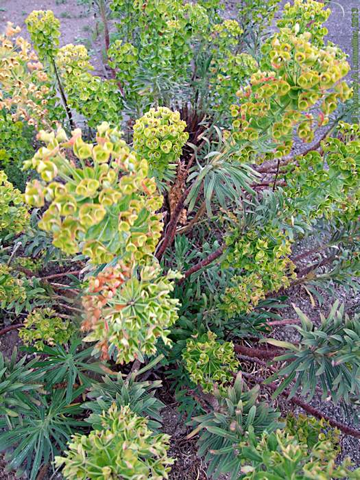 Euphorbia characias