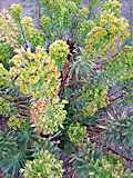 Euphorbia characias