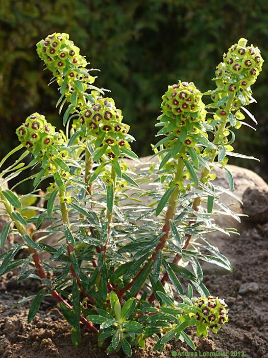 Euphorbia characias 'Black Pearl'