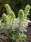 Euphorbia characias 'Black Pearl'