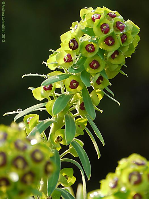 Euphorbia characias 'Black Pearl'