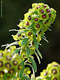 Euphorbia characias 'Black Pearl'