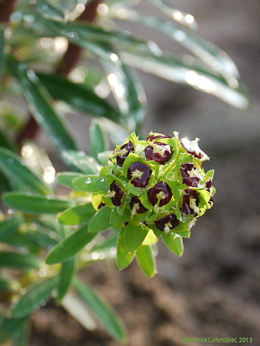 Euphorbia characias 'Black Pearl'