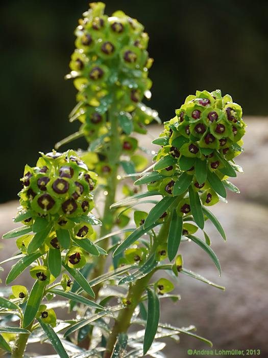 Euphorbia characias 'Black Pearl'