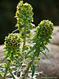 Euphorbia characias 'Black Pearl'