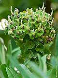 Euphorbia characias 'Black Pearl'