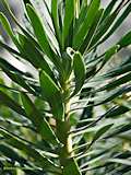 Euphorbia characias 'Black Pearl'