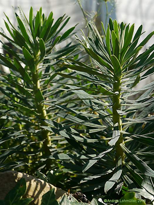 Euphorbia characias 'Black Pearl'