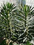 Euphorbia characias 'Black Pearl'