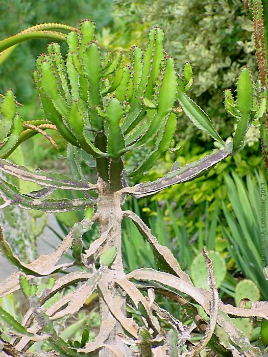 Euphorbia conspicua