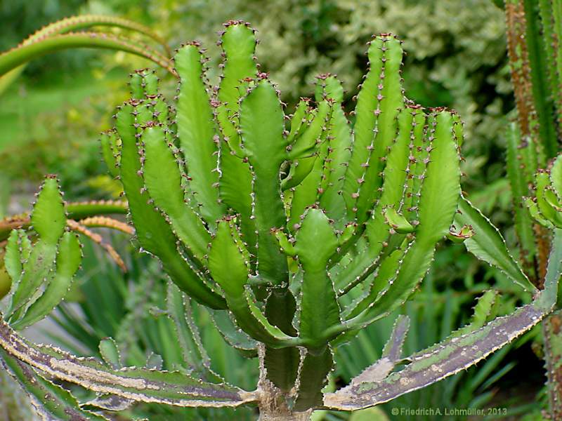 Euphorbia conspicua