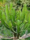 Euphorbia