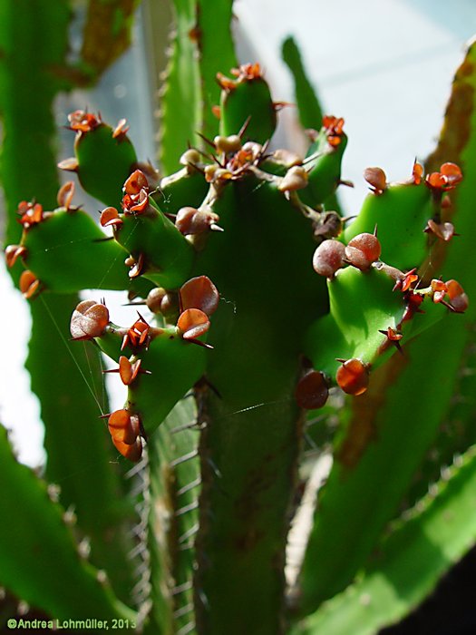 Euphorbia conspicua