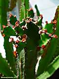 Euphorbia conspicua