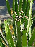 Euphorbia conspicua