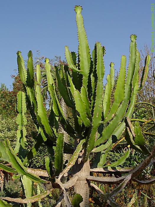 Euphorbia conspicua