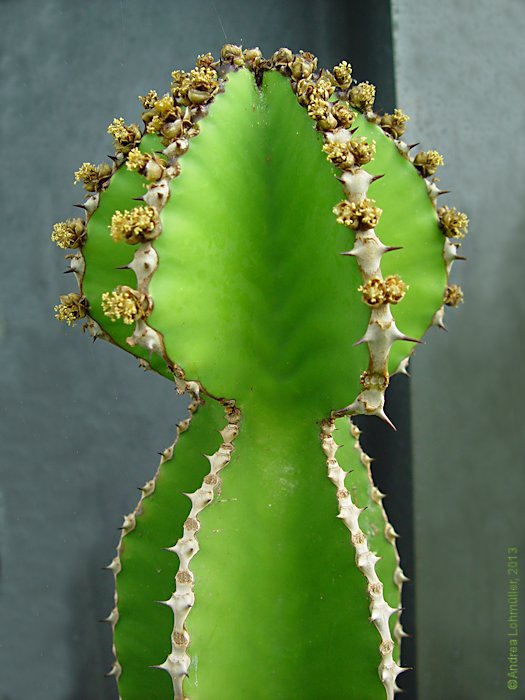 Euphorbia cooperi