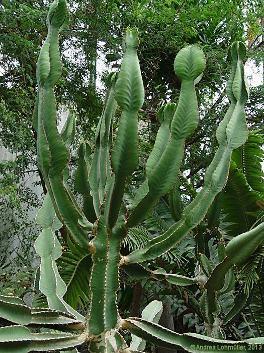 Euphorbia cooperi