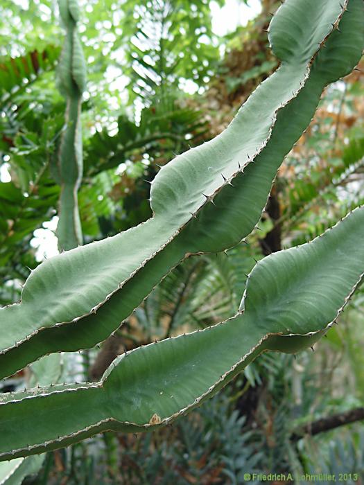 Euphorbia cooperi