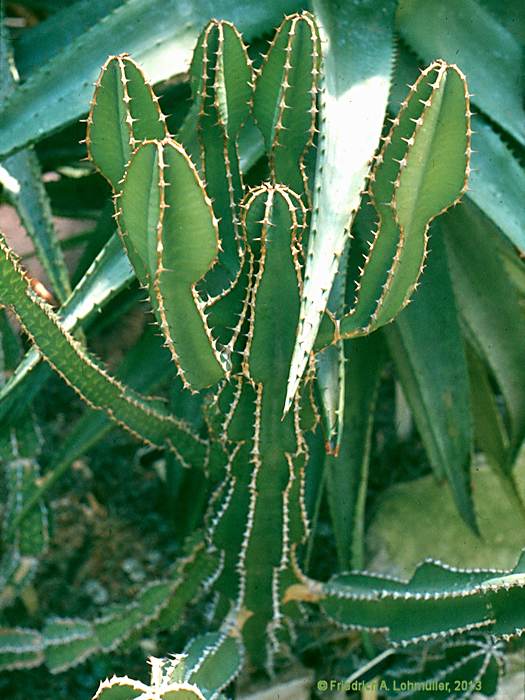 Euphorbia cooperi