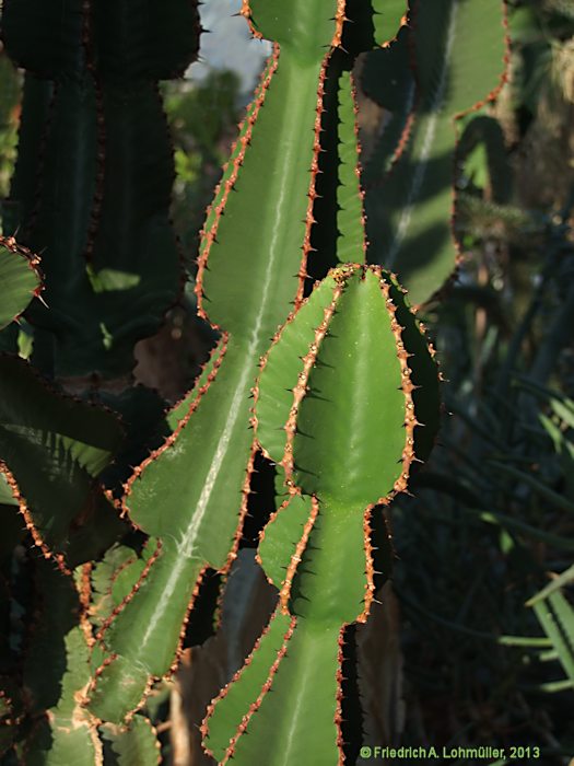 Euphorbia cooperi