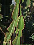 Euphorbia cooperi