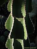 Euphorbia cooperi