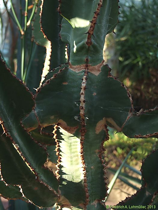 Euphorbia cooperi