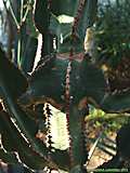 Euphorbia cooperi