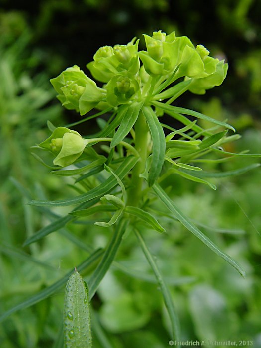 Euphorbia cyparissias