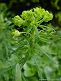 Euphorbia cyparissias