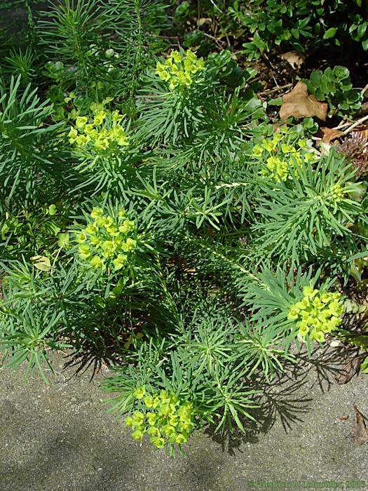 Euphorbia cyparissias