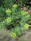 Euphorbia cyparissias