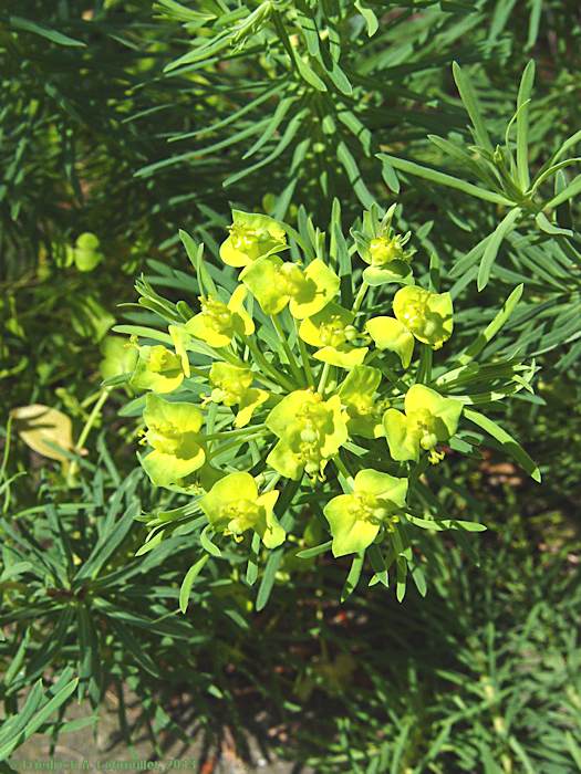 Euphorbia cyparissias