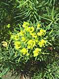 Euphorbia cyparissias