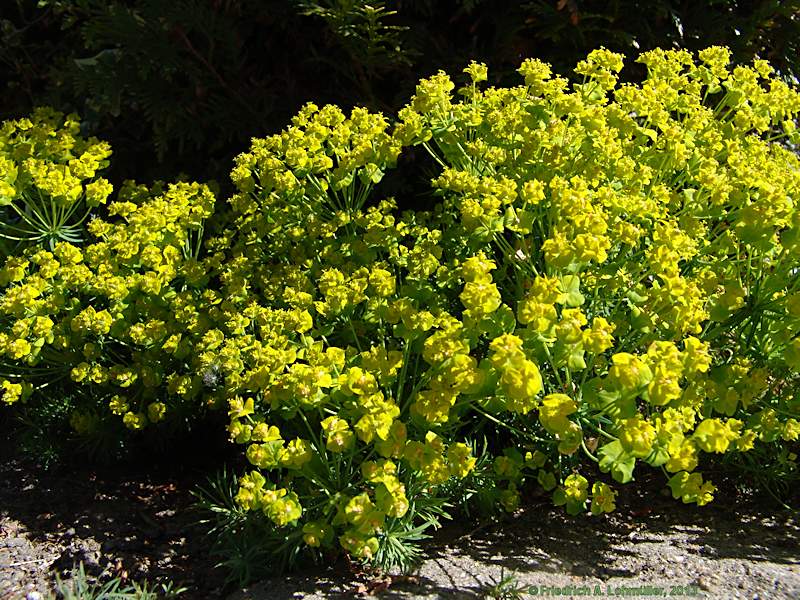 Euphorbia cyparissias