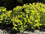 Euphorbia cyparissias