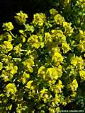 Euphorbia cyparissias