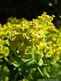 Euphorbia cyparissias