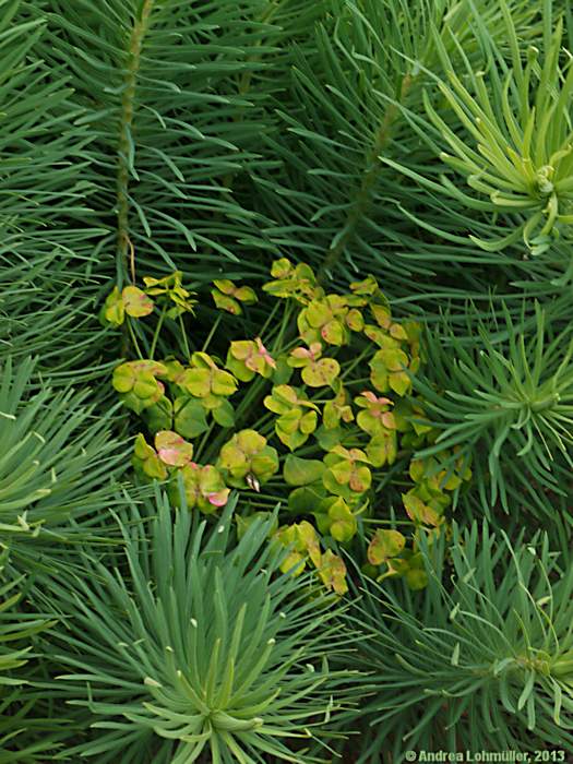 Euphorbia cyparissias