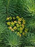 Euphorbia cyparissias