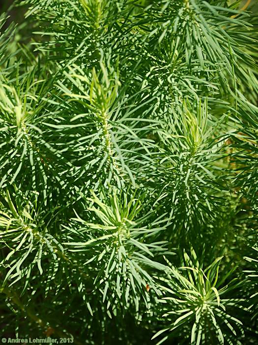 Euphorbia cyparissias