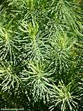 Euphorbia cyparissias