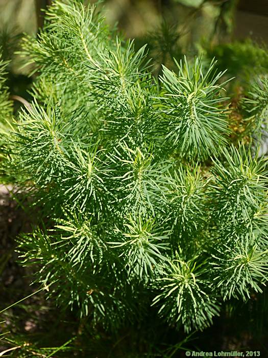 Euphorbia cyparissias