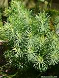 Euphorbia cyparissias